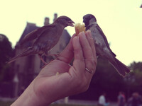 Bird Charmer