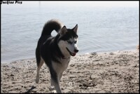 laika on the beach in the summer
