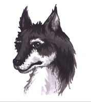 Husky face