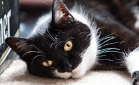 CuddlyCat