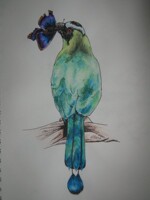 blue-crowned mot mot