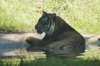 Sumatran tiger