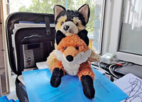 Together  ❤ [Fox &  shepherd] ❤