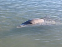 Monkey Mia - Dolphins 2/3