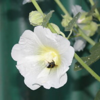 Bumblebee