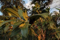 Nature Photo 7