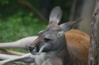 my lazy little roo friend 