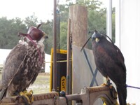 I'm out of hawk puns