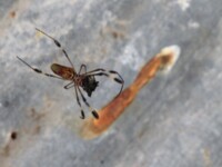 You Spin Me Right Round