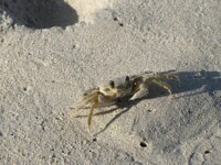 I'm a bit Crabby today