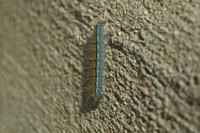 Caterpillar on a curb