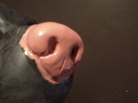 Abigor nose (painted , shelled)