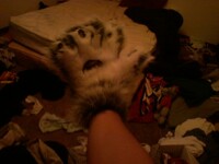 PAWSES!!!!!