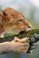 Scratching lioness