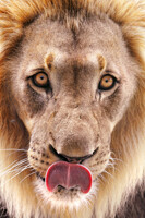Hungry lion