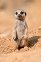 Standing baby meerkat