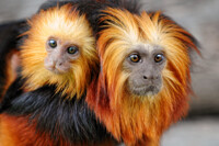 Golden-headed lion tamarin, mother and child