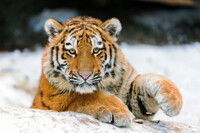 Young male tiger in winter