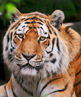 Nice portrait of a tiger