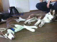 shadow en his brother Goku
