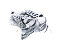 Tiger pencil