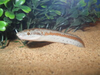 my snake being cute
