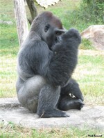 Shy Silverback Gorilla