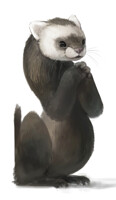 S for ferret