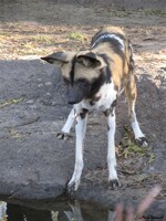 There's A Dog In My Water?!
