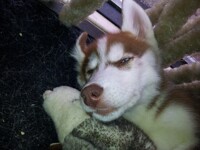 shadow with his doll