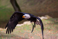 Haliaeetus leucocephalus