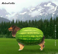 MelonCollie
