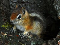 Philmont Chipmunk ^w^