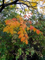 Zoo Leaves # 2