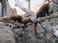 Inquisitive Little Girl