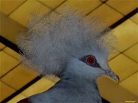 Crested Pigeon In Profile