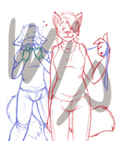 cats and foxes