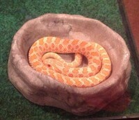 Ryuga in water bowl