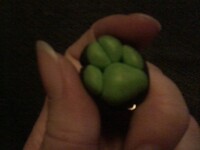 clow green paw sharm