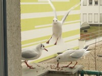 Brunchtime at Balcony's