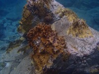 Fire Coral - Caribbean 