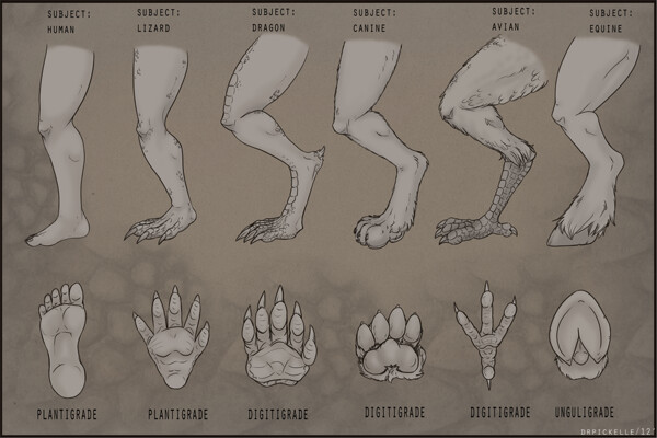 commission-adf-foot-and-leg-reference-guide-by-drpickelle-fur