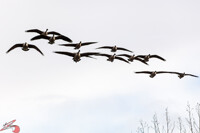 Canadian Geese in Canyon Lake Park