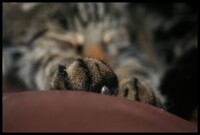 Kitty Paws 3