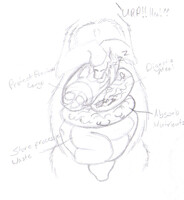 Three Stomachs Diagram