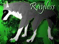 Rayless feral 