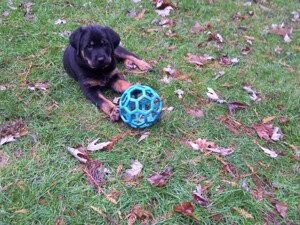 Rottweiler Head Foam Base by JessieTwolf -- Fur Affinity [dot] net