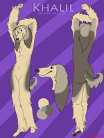 Squeaky clean Afghan Hound Ref Sheet