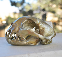 Bobcat Skull - Beautiful Hand Made Golden Colored Skull Repl