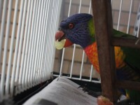 Gizmo Eating Some Food